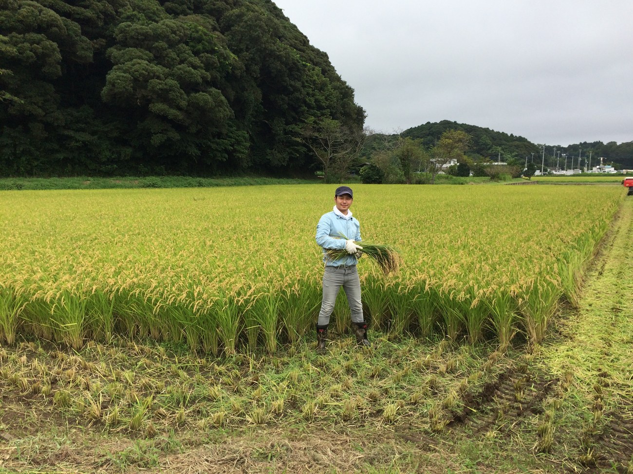 稲刈りをする内野たかひと